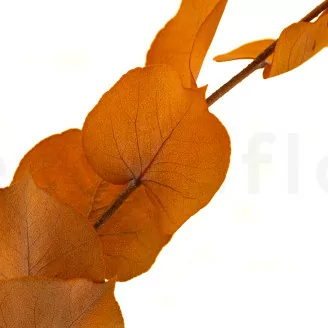 Preserved Stuartiana Eucalyptus Orange