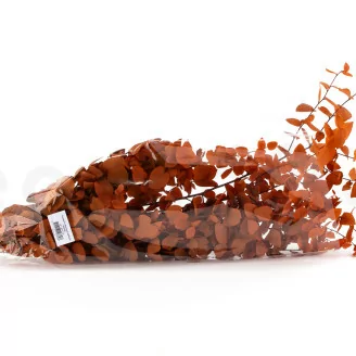 Preserved Stuartiana Eucalyptus Orange