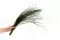 Bear Grass Lungo stabilizzato 3