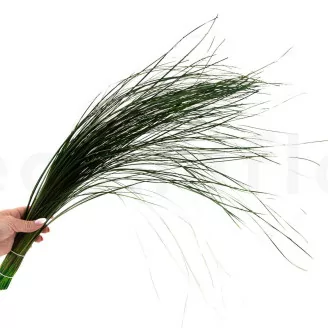 Preserved Bear Grass Long