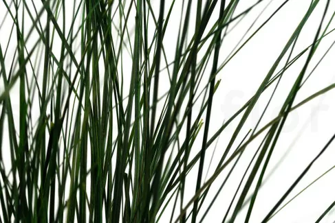 Bear Grass Long Preserved - Green