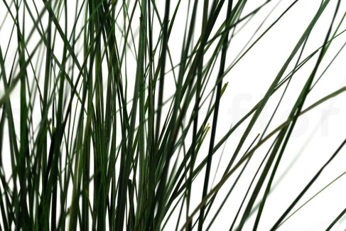 Bear Grass lungo Preservato - Verde