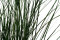 Bear Grass (Hierba de Oso) Larga preservada - Verde 1