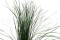 Bear Grass (Hierba de Oso) Larga preservada - Verde 6