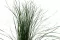 Bear Grass Lungo stabilizzato 6