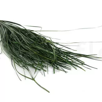 Bear Grass Lungo stabilizzato