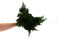 Juniperus Stabilisiert - Grün 12