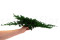 Juniperus Stabilisiert - Grün 15
