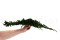 Juniperus Stabilisiert - Grün 17
