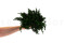 Juniperus Stabilisiert - Grün 18