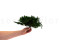 Juniperus Stabilisiert - Grün 19