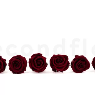 Rosa stabilizzata L Rosso Scuro (x6)
