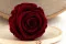Rose stabilis&eacute;e L Rouge fonc&eacute; (x6) 3
