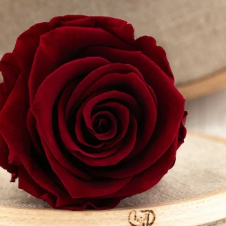 Preserved Rose L Dark Red (x6)