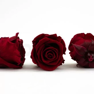 Preserved Rose L Dark Red (x6)