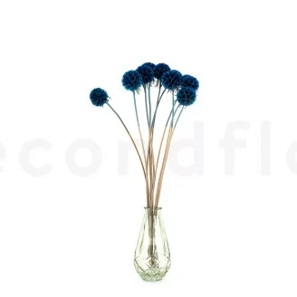 Scabiosa Stellata stabilis&eacute;e Bleu (x10)