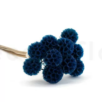 Preserved Scabiosa stellata Blue (x10)
