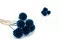 Preserved Scabiosa stellata Blue (x10) 8