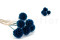 Scabiosa stellata preservada - 10 tallos - Azul 8