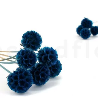 Scabiosa Stellata stabilis&eacute;e Bleu (x10)