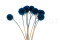 Scabiosa stellata preservada - 10 tallos - Azul 7