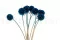 Scabiosa stellata stabilizzata Blu (x10) 7