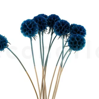 Scabiosa stellata stabilizzata Blu (x10)
