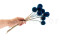 Scabiosa stellata preservada - 10 tallos - Azul 4