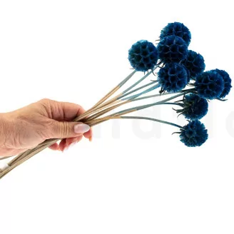 Scabiosa stellata stabilizzata Blu (x10)