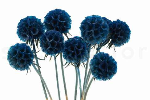 Scabiosa stellata preservata - 10 steli - Blu