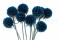 Scabiosa stellata preservada - 10 tallos - Azul 1