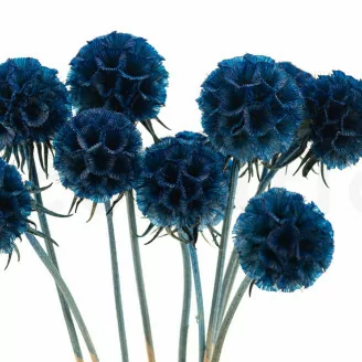 Scabiosa Stellata stabilis&eacute;e Bleu (x10)