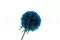 Preserved Scabiosa stellata Blue (x10) 3