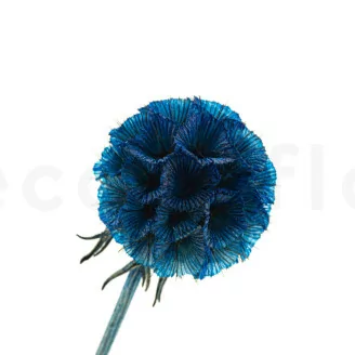 Preserved Scabiosa stellata Blue (x10)