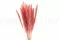 Getrocknete Mini-Pampa Pink Flamingo (x20) 8