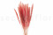 Mini-pampa getrocknet - 20 Stück - Pink Flamingo 7