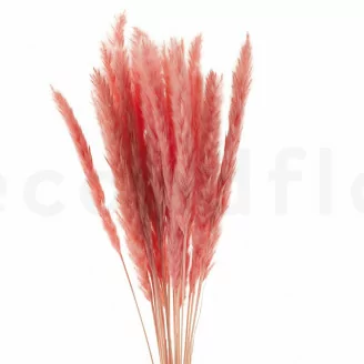 Mini pampa essiccata Pink Flamingo (x20)