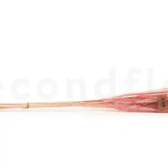 Dried Mini Pampa Pink Flamingo (x20)