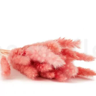 Dried Mini Pampa Pink Flamingo (x20)