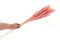 Mini pampa essiccata Pink Flamingo (x20) 4