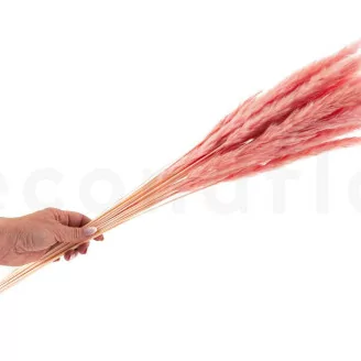 Dried Mini Pampa Pink Flamingo (x20)