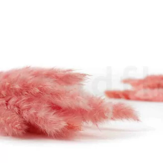 Dried Mini Pampa Pink Flamingo (x20)