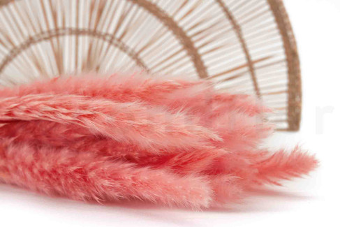 Mini-pampa getrocknet - 20 Stück - Pink Flamingo