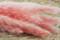 Mini-pampa getrocknet - 20 Stück - Pink Flamingo 8