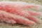 Mini Pampa s&eacute;ch&eacute;e Pink Flamingo (x20) 9