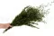 Lepto Longifolia stabilis&eacute; 4