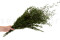 Lepto Longifolia stabilizzato - Verde 3