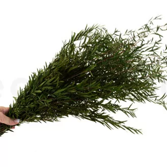 Konservierte Lepto Longifolia