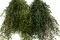 Konservierte Lepto Longifolia 5