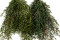 Lepto Longifolia stabilizzato - Verde 4